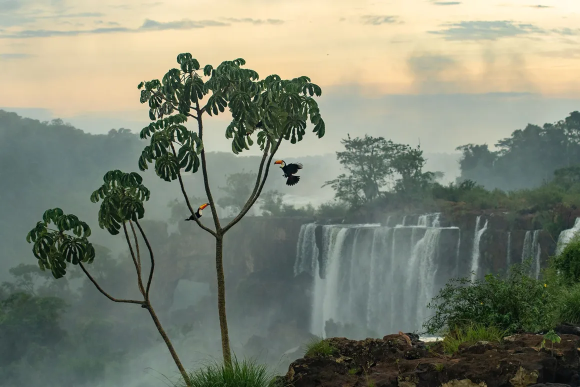 Yoğun yeşilliklerle çevrili sisli bir şelalenin önünde bir ağaca konmuş iki tukana ve uçuş halinde bir üçüncü tukan görülüyor; arka planda bulutlu bir gökyüzü var.