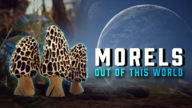 Morels Out of This World Main Artwork Morels OTW Capsule 1 2048x1152 1