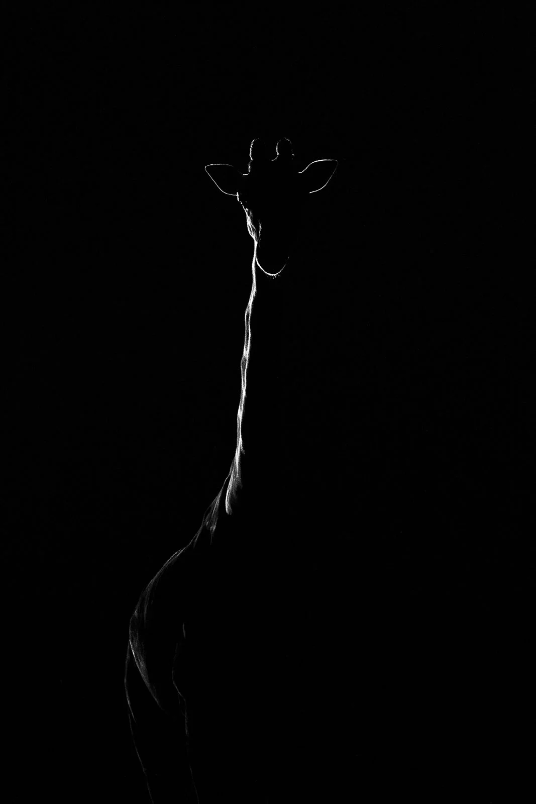 Tamamen siyah fonda, yalnızca boyun ve baş hatları ışıkla belirginleşen bir zürafa; minimalist ve dramatik bir kompozisyon.