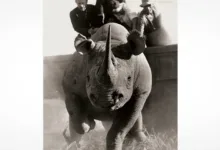 Peter Beard The End ofthe Game