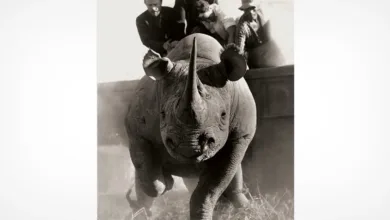 Peter Beard The End ofthe Game