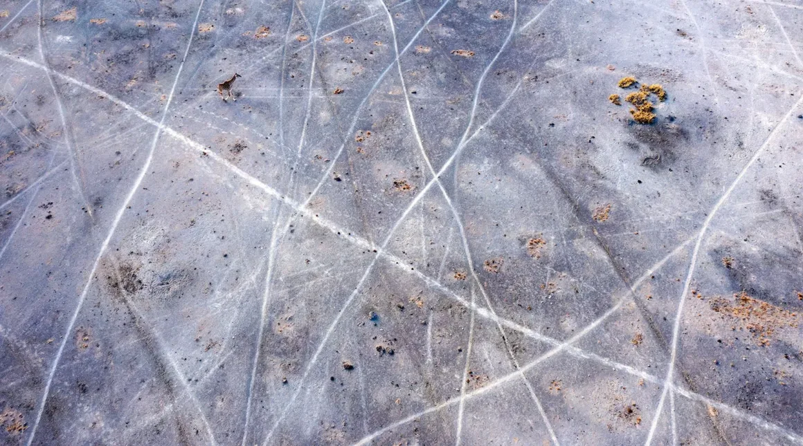 Yukarıdan bakışla görülen, çatlak çizgilerle bölünmüş açık renkli bir arazide yürüyen tek bir zürafa; grafik ve minimal bir kompozisyon.