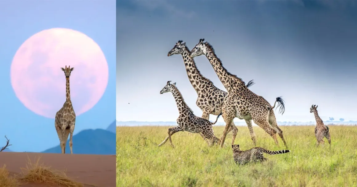 Remembering Wildlife Yarışmasından 20 Etkileyici Zürafa Fotoğrafı 21 Remembering Giraffes