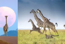 Remembering Giraffes