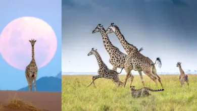 Remembering Giraffes