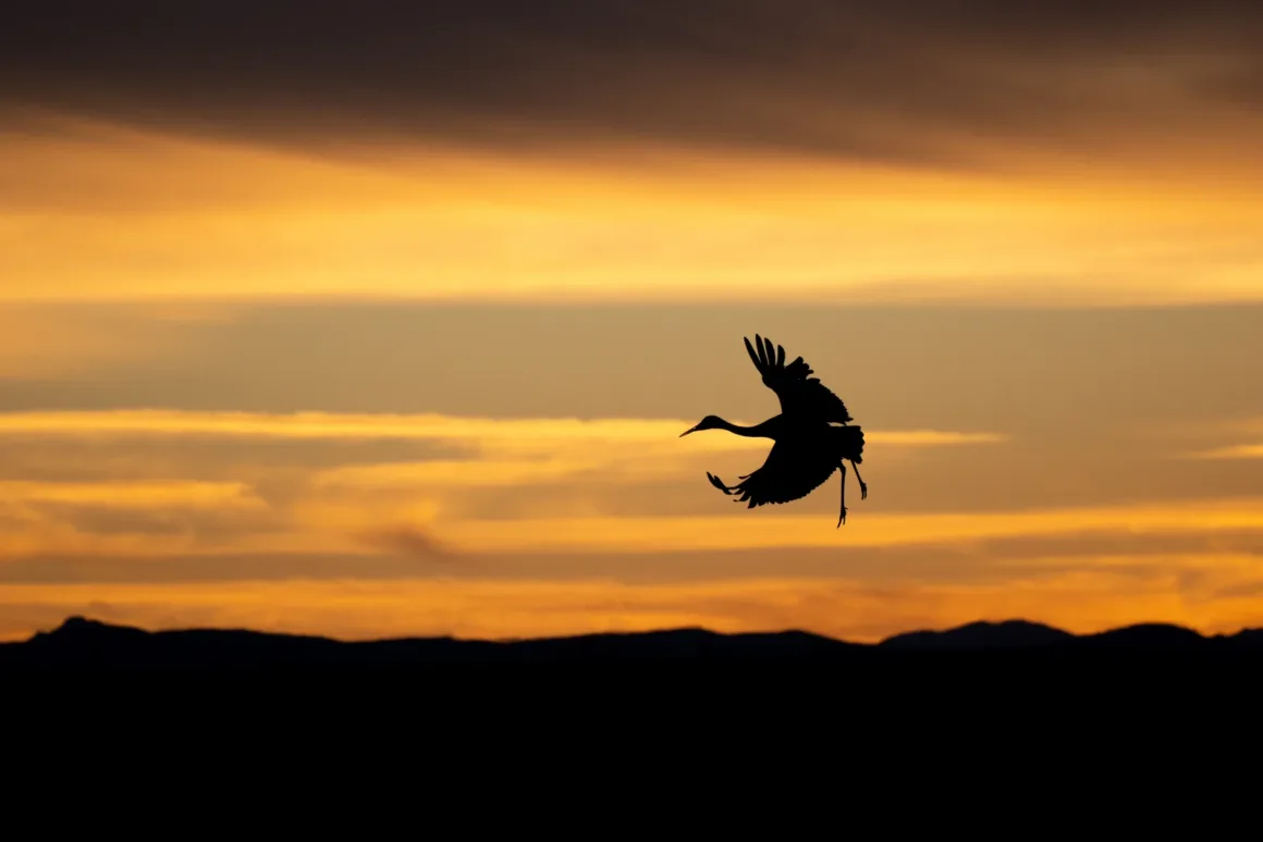 Sanalsergiarticle 27