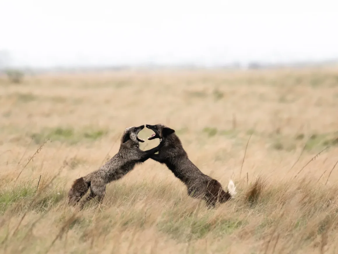 Sanalsergiarticle 34