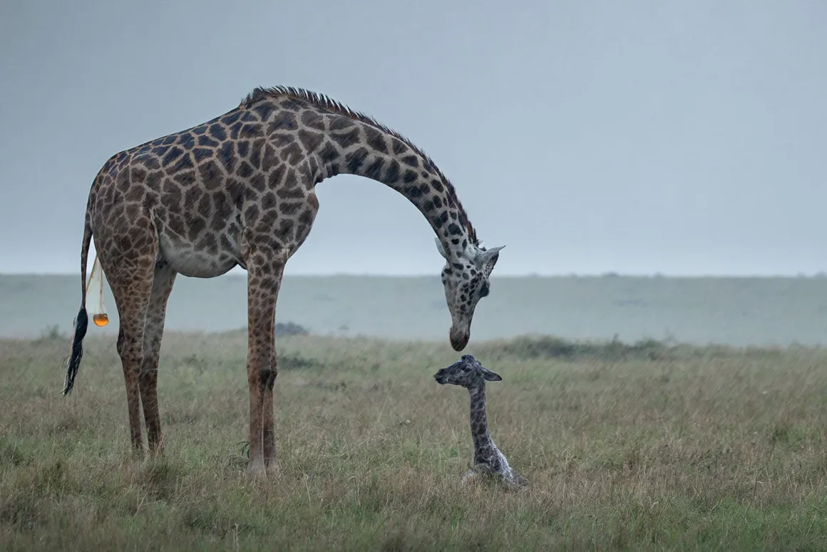 Gri ve kapalı bir gökyüzü altında, yetişkin bir zürafanın yeni doğmuş yavrusuna eğilerek temas ettiği sahne; açık savana düzlüğü.