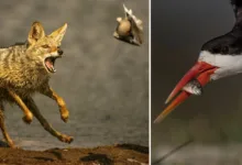 The Evolving Role of Technology vs Skill in Wildlife Photography