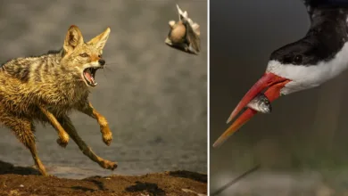 Yaban Hayatı Fotoğrafçılığında Teknoloji ve Beceri Dengesi 6 The Evolving Role of Technology vs Skill in Wildlife Photography