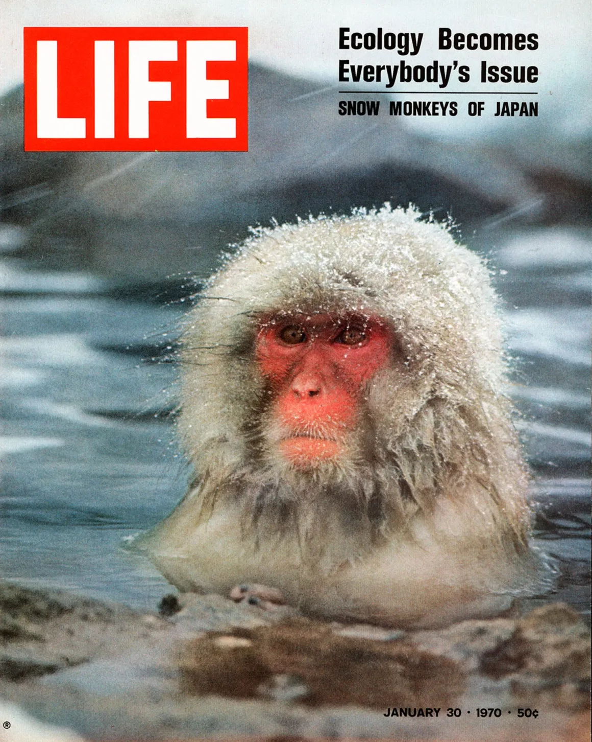 The female snow monkey in the hot springs of Japans Shiga Mountains was LIFE Magazines cover 1970 C The LIFE Picture Collection Image by Co Rentmeester