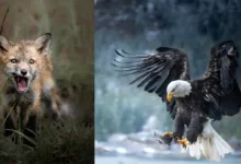 Tiffany Taxis OM SYSTEM Wildlife