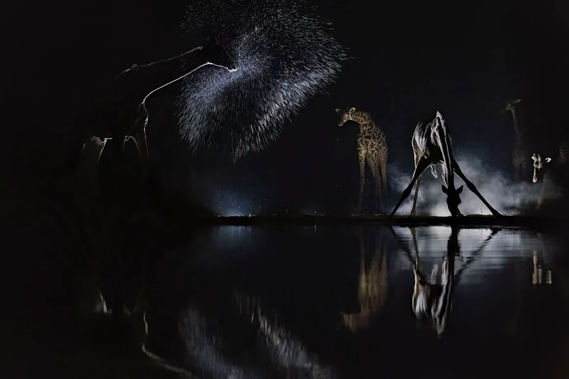 Gece bir su birikintisinde su içen dört zürafa; sıçrayan su damlaları ışıkta parlıyor ve yüzeyde yansımalar oluşuyor.