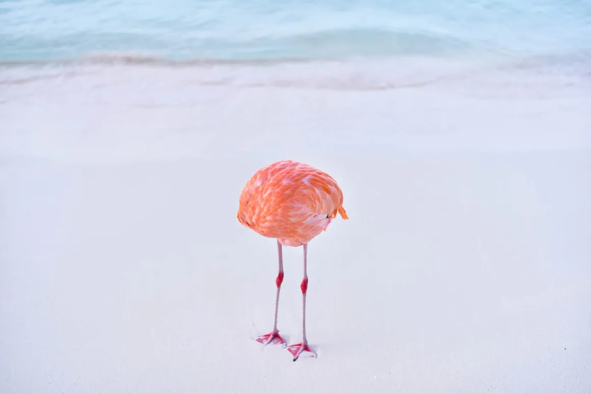 Bu Fotoğraf Gerçek Değil — Ve Sorun Bu Değil 4 Pembe bir flamingo, başı kadraj dışında kalacak şekilde, beyaz kum üzerinde, sakin açık mavi deniz kıyısında duruyor.