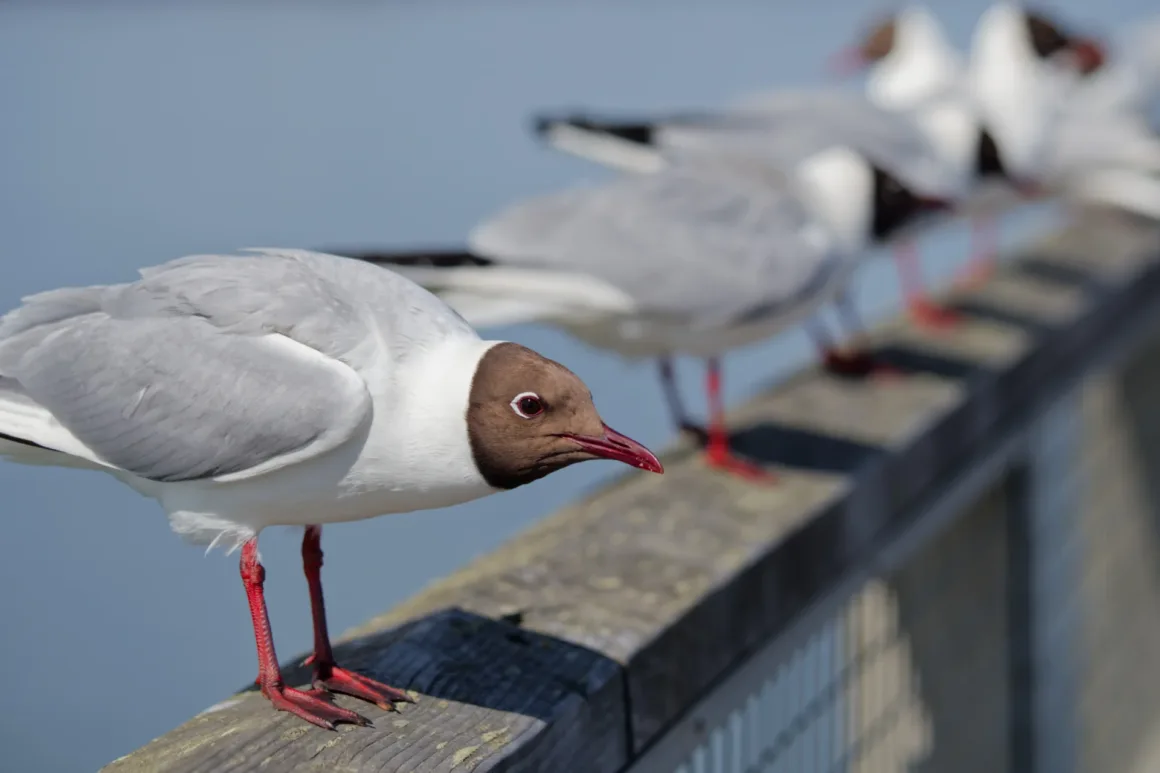 Daha Keskin Fotoğraflar Çekmenin Yolları: Profesyonel Teknikler 6 Ahşap bir korkuluk üzerinde duran karabaşlı bir martının yakın plan görüntüsü; arka planda mavi su önünde flu halde üç martı daha görülüyor.