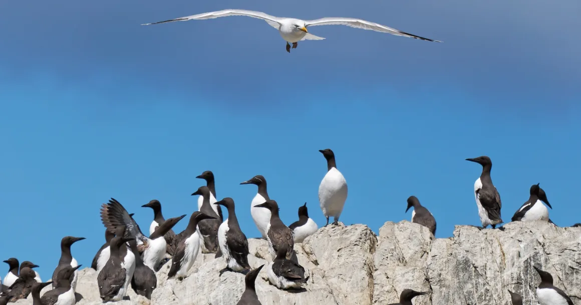Daha Keskin Fotoğraflar Çekmenin Yolları: Profesyonel Teknikler 8 gull and guillemot