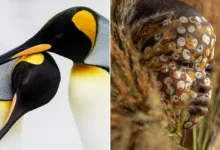 hasselblad masters 2026 finalists featured