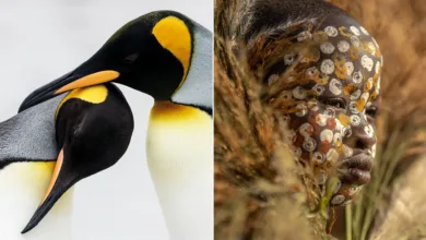 hasselblad masters 2026 finalists featured