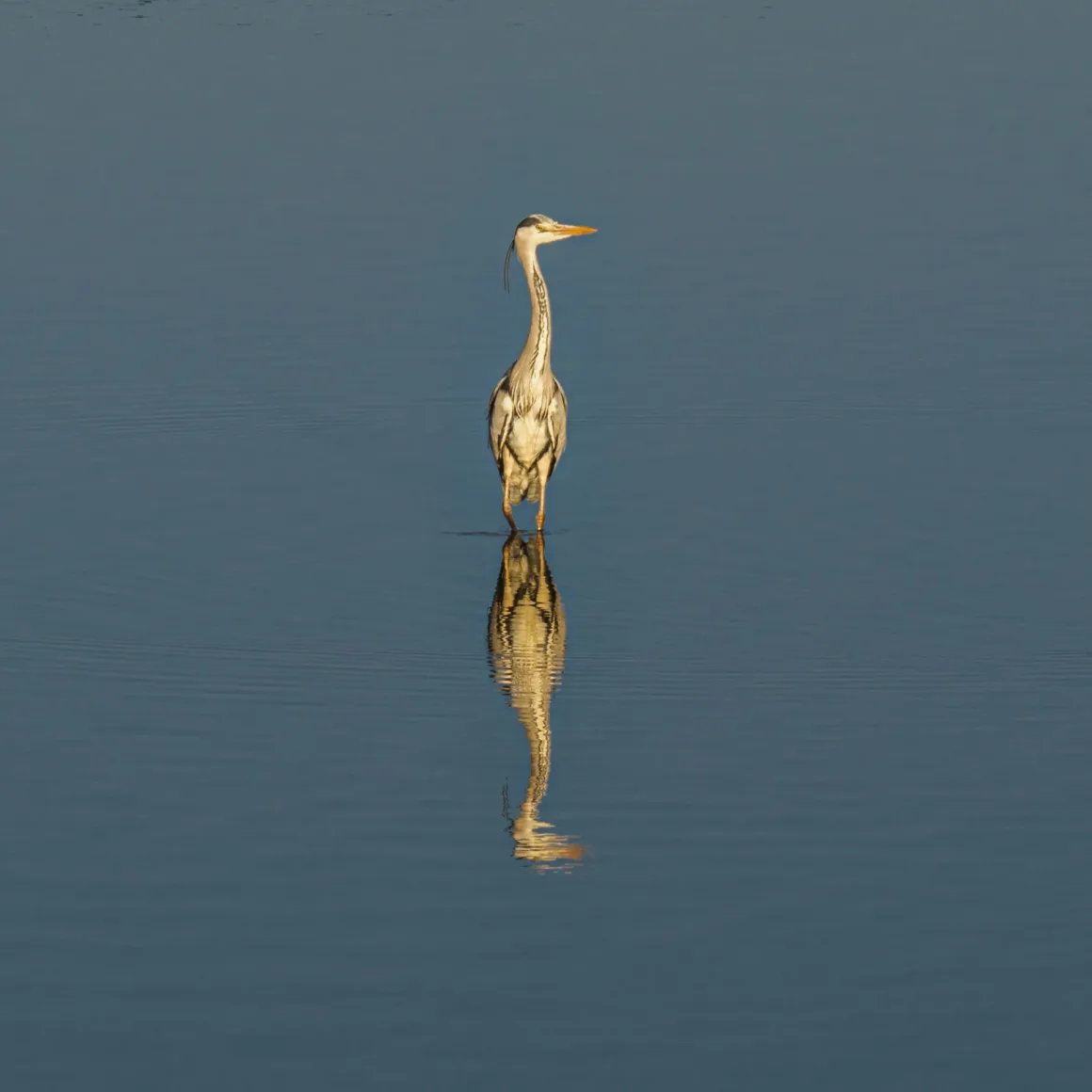 Fotoğrafçılar İçin Tasarım Neden Vazgeçilmezdir? 2 Sakin ve sığ bir suda duran gri bir balıkçıl; pürüzsüz yüzeyde bacaklarıyla birlikte net bir yansıma oluşturuyor. Arka plan tamamen durgun mavi sudan oluşuyor.