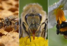 nat geo secrets of the bees featured