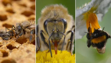 nat geo secrets of the bees featured
