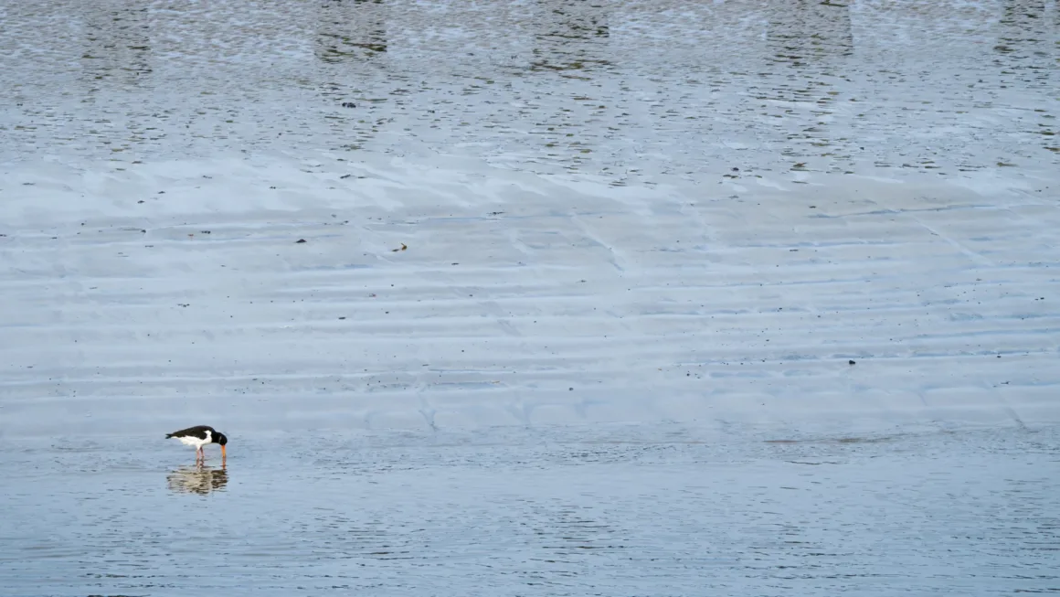 Keskin Fotoğraflar Nasıl Çekilir? Bulanık Fotoğrafların Gerçek Nedenleri 10 Siyah-beyaz bir kuş sığ suda dururken gagasını suya daldırıyor; arka planda ıslak kum üzerinde dalgalı desenler uzanıyor.