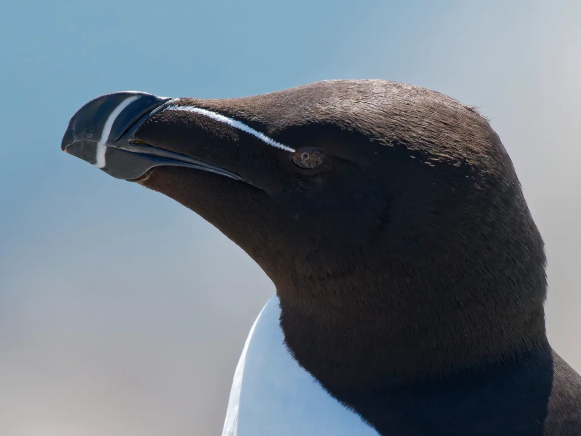 Daha Keskin Fotoğraflar Çekmenin Yolları: Profesyonel Teknikler 2 Kalın siyah gagasında beyaz bir çizgi bulunan, koyu kahverengi başlı ve beyaz göğüslü bir razorbill kuşunun başına yakın plan çekim; arka plan yumuşak ve flu.