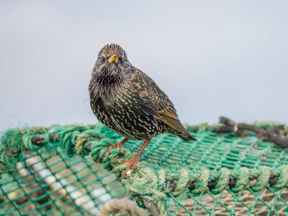 Keskin Fotoğraflar Nasıl Çekilir? Bulanık Fotoğrafların Gerçek Nedenleri 2 Keskin Fotoğraflar Nasıl Çekilir? Bulanık Fotoğrafların Gerçek Nedenleri
Benekli tüy yapısına sahip bir sığırcık, açık mavi gökyüzü fonunda yeşil ağ benzeri bir yüzey üzerinde duruyor.