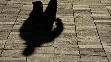 Sokak Fotoğrafçılığının Bir Yırtıcı Sorunu Var (Ve Fark Etmiyorsun) 24 street photography oped david m m taffet ftrd