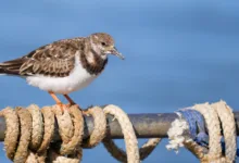 turnstone 2048x1075 1