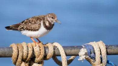 Fotoğrafçılar İçin Tasarım Neden Vazgeçilmezdir? 6 turnstone 2048x1075 1