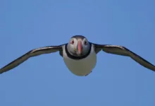 Flying puffin
