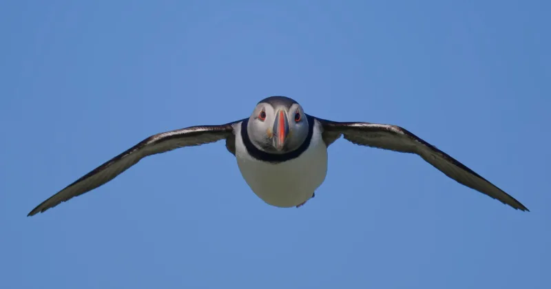 Flying puffin