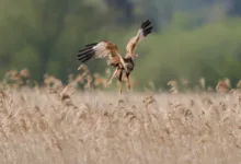 Marsh Harrier 1 2048x1075 1