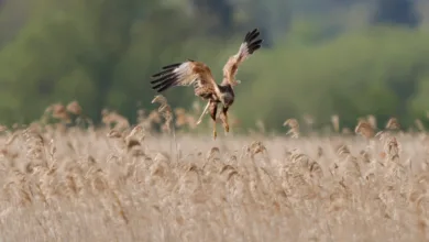 Marsh Harrier 1 2048x1075 1
