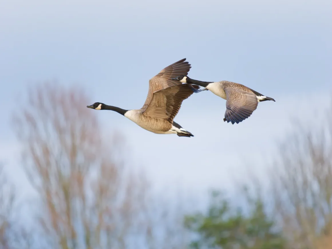 canada geese