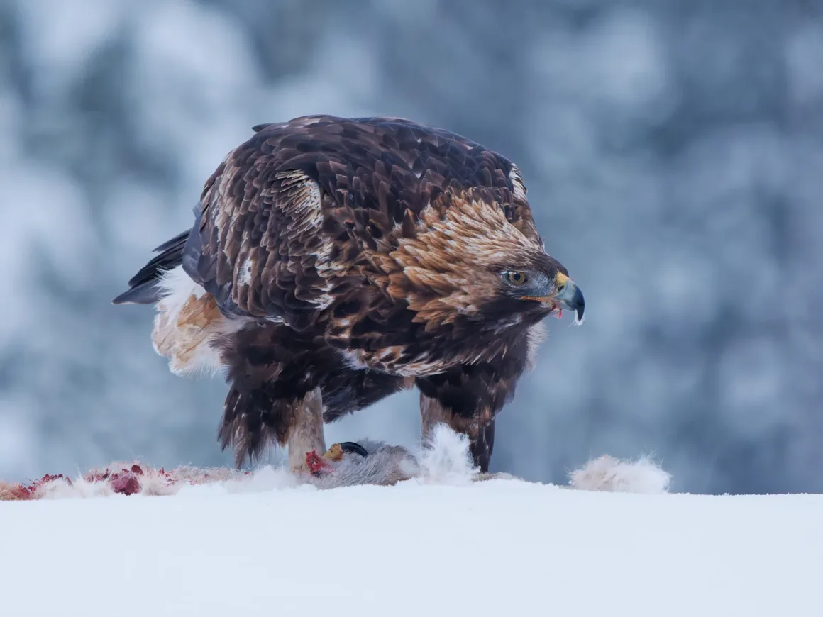 golden eagle