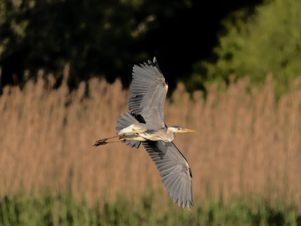heron