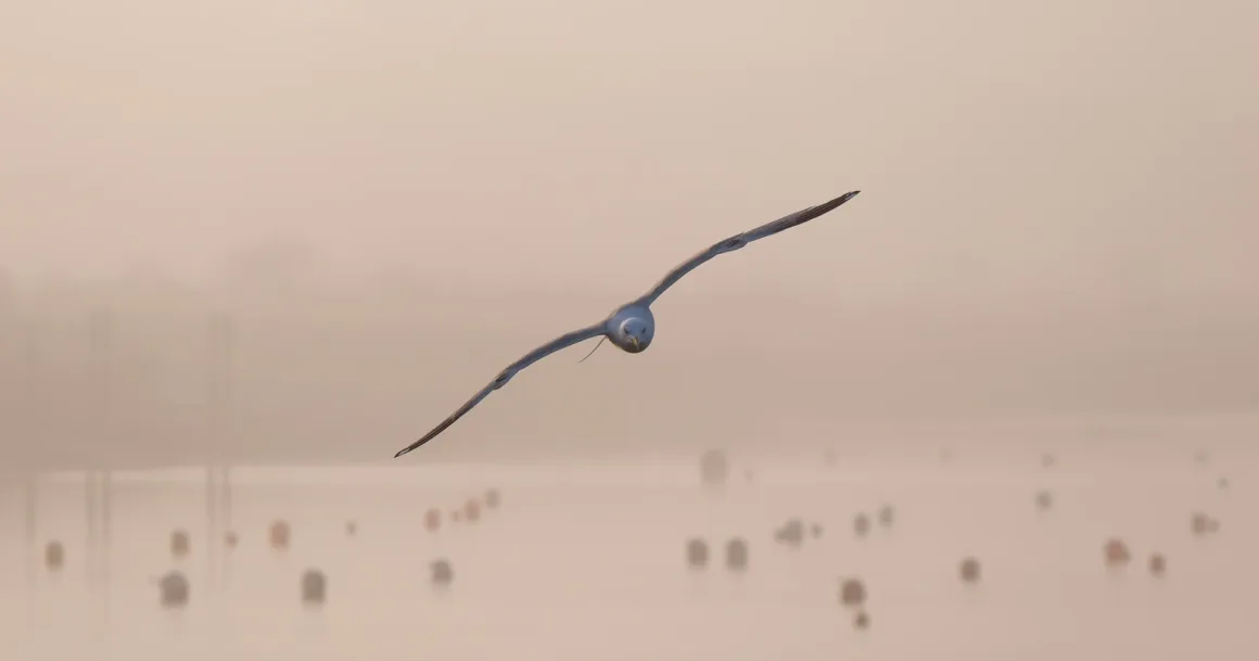 herring gull 1