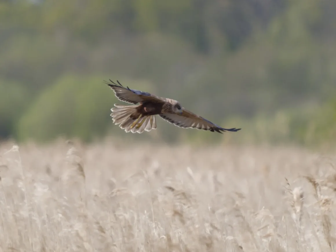 marsh harrier 2 1 2048x1536 1