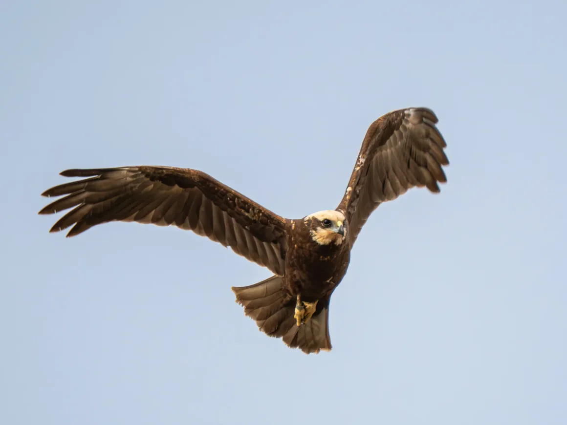 marsh harrier 3