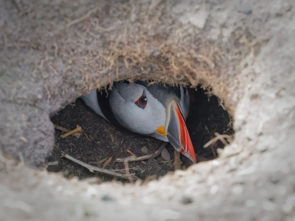 puffin in a hole 1