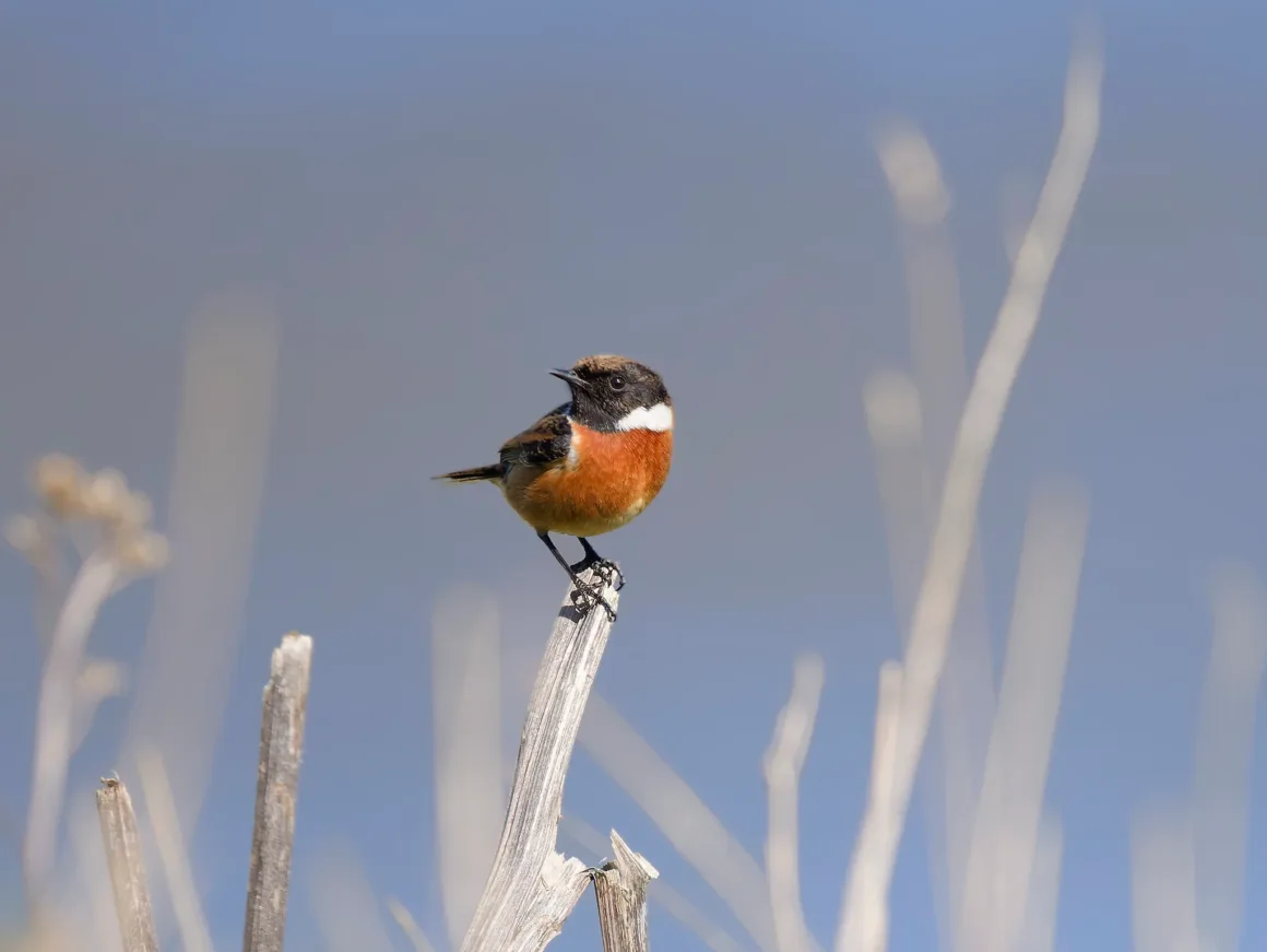 reed bunting 2