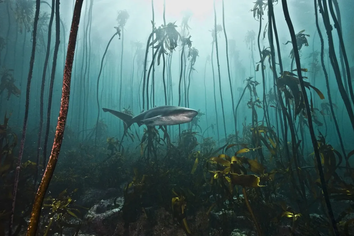 Nature and Humans Photography Contest 2026 18 Sualtı yosun ormanında, uzun kelp bitkilerinin arasında bir köpekbalığı yüzüyor. Suyun içinden süzülen güneş ışıkları sahneyi aydınlatırken, çevresindeki yosunlar akıntıyla birlikte nazikçe salınıyor.