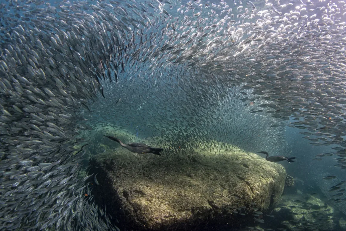 Nature and Humans Photography Contest 2026 17 Sualtı ortamında büyük bir balık sürüsü, bir kayanın etrafında girdap benzeri bir düzen oluşturarak yüzüyor. Bu sırada koyu renkli birkaç kuş suya dalış yaparken, suyun içinden süzülen güneş ışınları sahneye etkileyici bir atmosfer katıyor.