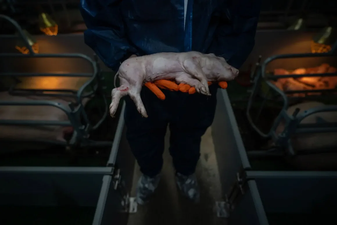 Nature and Humans Photography Contest 2026 5 Koruyucu kıyafet ve turuncu eldivenler giyen bir kişi, loş ışıklarla aydınlatılan bir domuz çiftliğinde yeni doğmuş bir domuz yavrusunu kucağında tutuyor. Arka planda metal bölmeler ve diğer domuzlar görülüyor.