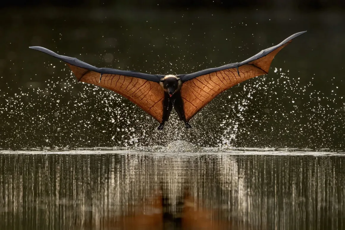 Nature and Humans Photography Contest 2026 16 Kanatlarını tamamen açmış bir yarasa, su yüzeyine çok yakın bir şekilde uçuyor. Kanatlarının ve vücudunun temasıyla suyun üzerinde sıçramalar ve halkalar oluşurken, bulanık arka plan hareket hissini güçlendiriyor.