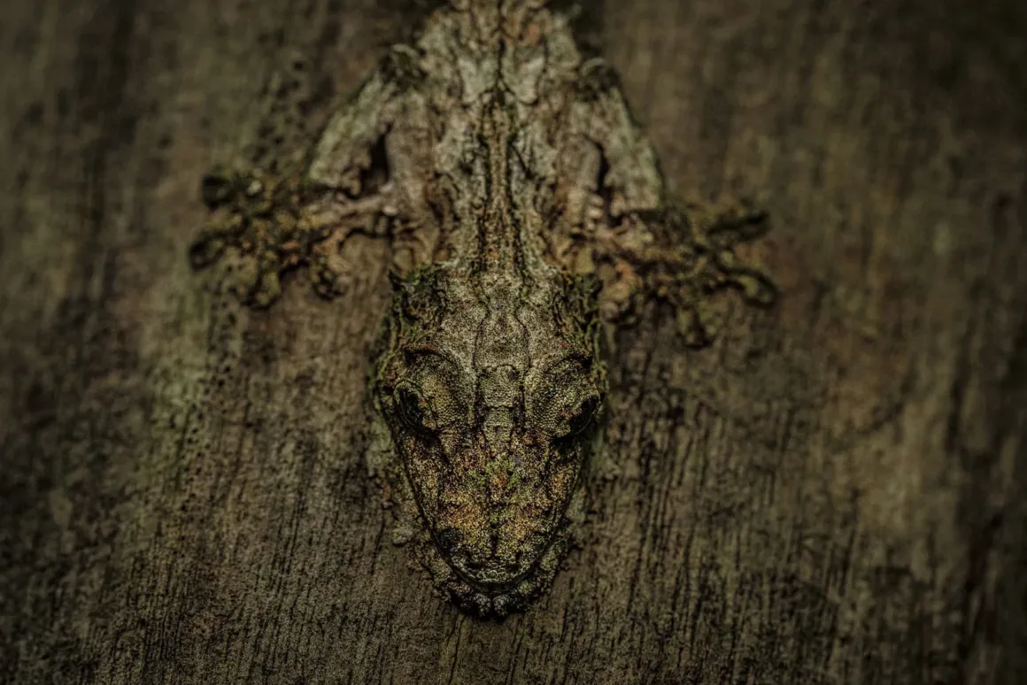 Nature and Humans Photography Contest 2026 19 Ağaç kabuğuna mükemmel şekilde kamufle olmuş yaprak kuyruklu bir gekonun yakın plan görüntüsü. Kahverengimsi gri tonlardaki dokulu gövdesi, ağacın pürüzlü yüzeyiyle neredeyse tamamen bütünleşerek hayvanı fark etmeyi zorlaştırıyor.