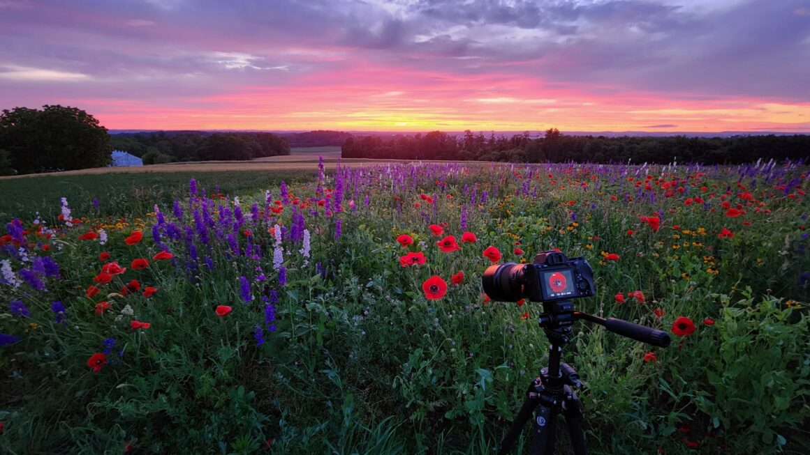 Bir tripod üzerindeki kamera, gün batımında pembe, mor ve turuncu tonlara bürünen gökyüzünün altında uzanan renkli bir kır çiçeği tarlasını görüntülüyor. Ön planda canlı çiçekler, arka planda ise ağaçlar yer alıyor.