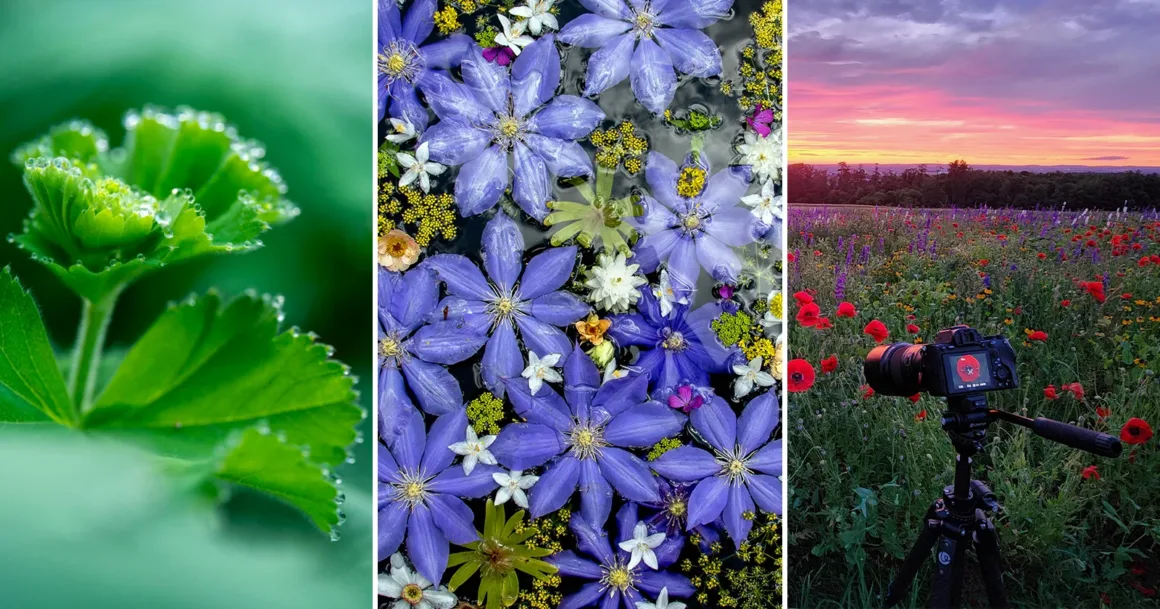Makro Fotoğrafçılıkta İleri Kompozisyon Teknikleri